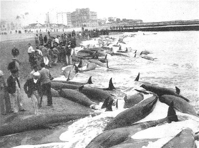Pseudorcas o falsa orca ( pseudorca crasidens ) varadas en Mar del Plata, en Playa Bristol, Provincia de Buenos Aires, Argentina, un 10 de octubre de 1946Español:  Pseudorcas or falsa orca ( pseud
