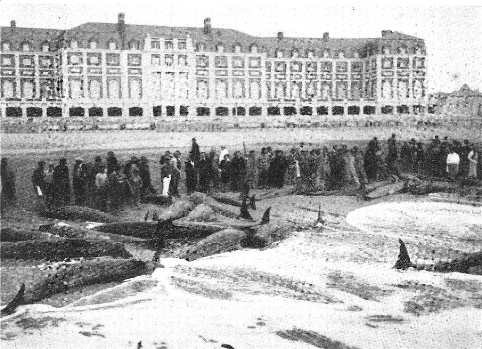 Pseudorcas o falsa orca ( pseudorca crasidens ) varadas en Mar del Plata, en Playa Bristol, Provincia de Buenos Aires, Argentina, un 10 de octubre de 1946Español:  Pseudorcas or falsa orca ( pseud