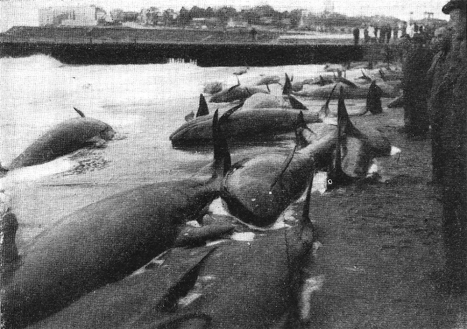Pseudorcas o falsa orca ( pseudorca crasidens ) varadas en Mar del Plata, en Playa Bristol, Provincia de Buenos Aires, Argentina, un 10 de octubre de 1946Español:  Pseudorcas or falsa orca ( pseud
