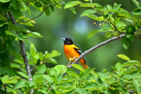 This Baltimore oriole was spotted at Necedah National Wildlife Refuge in Wisconsin. Have you seen any lately?