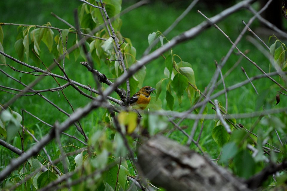 An adult female Baltimore Oriole (Icterus galbula) in Dutchess County, New York, USA.