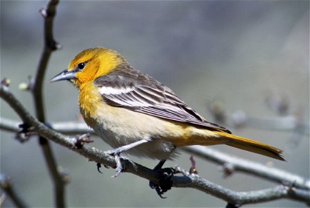 Baltimore Oriole (Icterus galbula) female