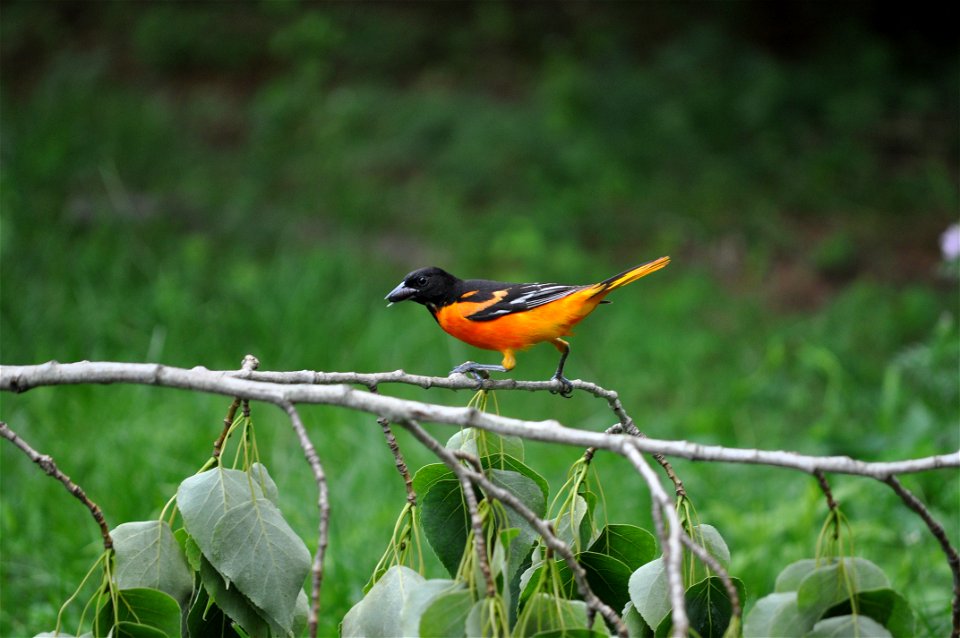 An adult male Baltimore Oriole (Icterus galbula) in Dutchess County, New York, USA.