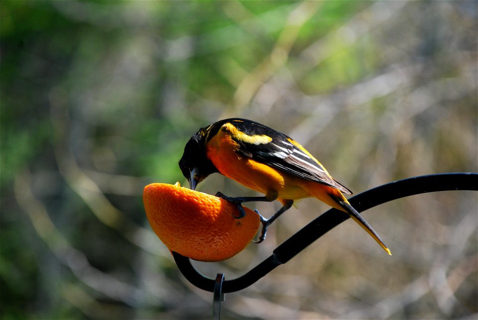 Baltimore oriole gaping, Prince Edward County, Ontario, Canada
