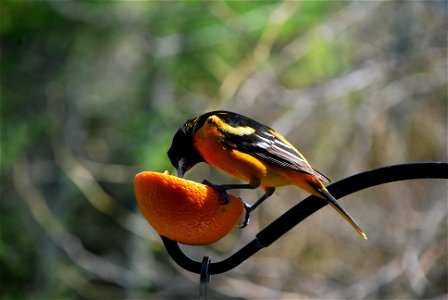 Baltimore oriole gaping, Prince Edward County, Ontario, Canada