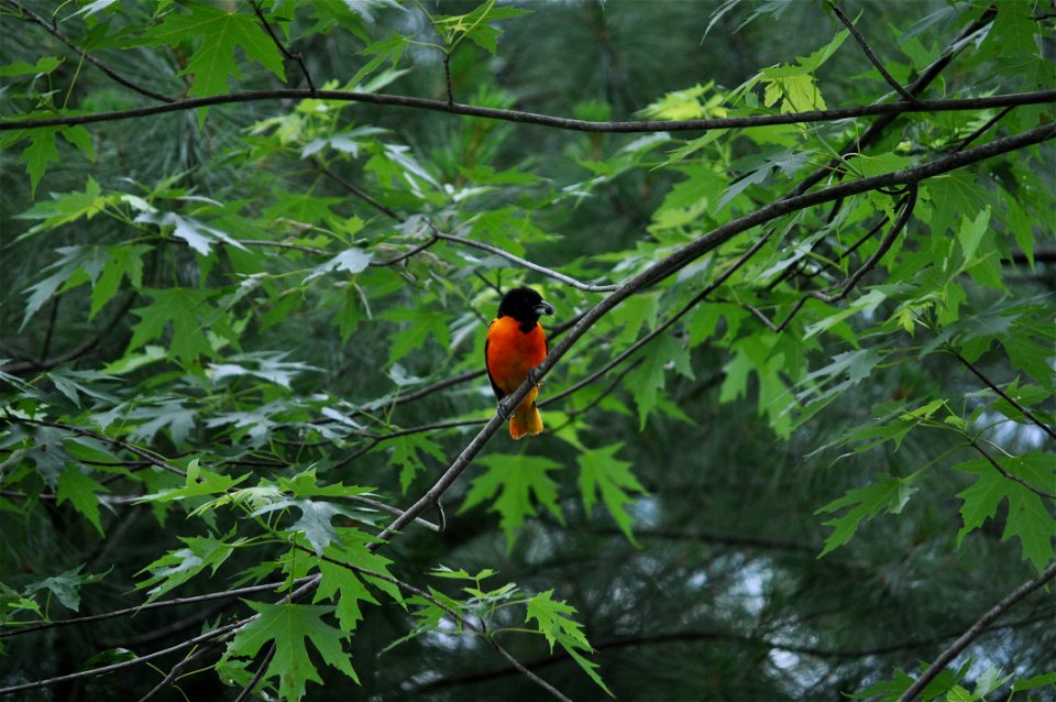 An adult male Baltimore Oriole (Icterus galbula) in Dutchess County, New York, USA.