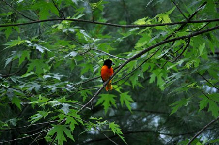 An adult male Baltimore Oriole (Icterus galbula) in Dutchess County, New York, USA.