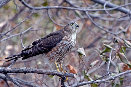 The Cooper's hawk preys on starlings, robins, blackbirds, meadowlarks, and small mammals.

Photo Credit:  Gary Eslinger/USFWS