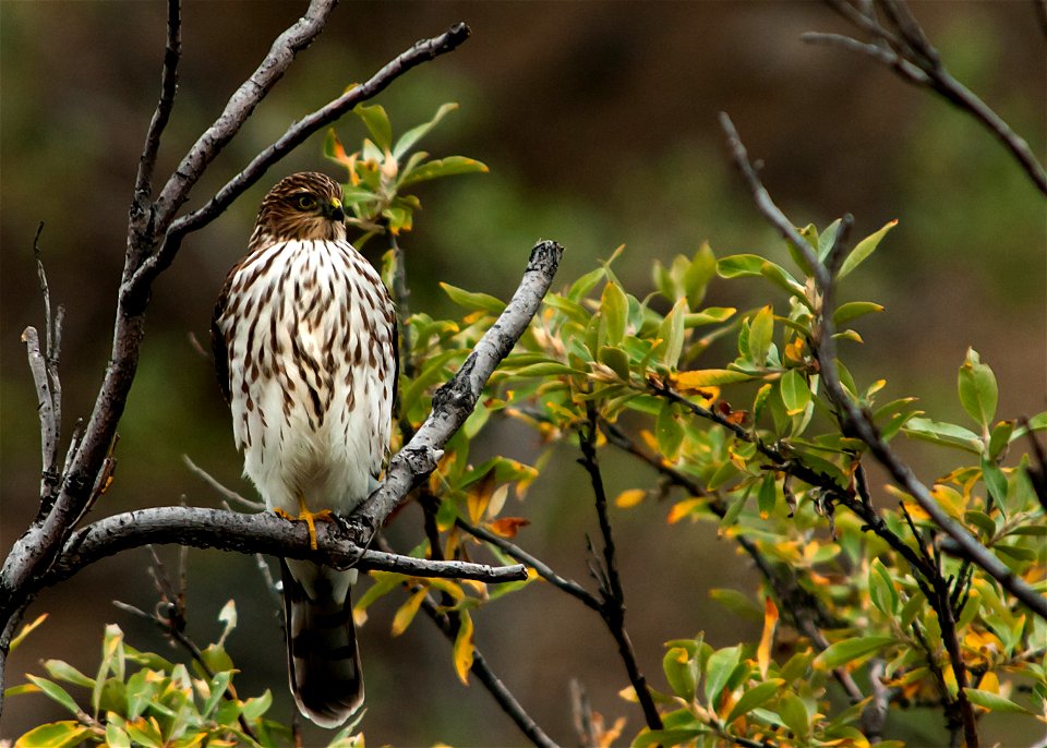 The Cooper's hawk is a medium-sized hawk found throughout much of North America. These birds occur in a wide range of woodland and forest habitats. These hawks have a unique hunting method where they 