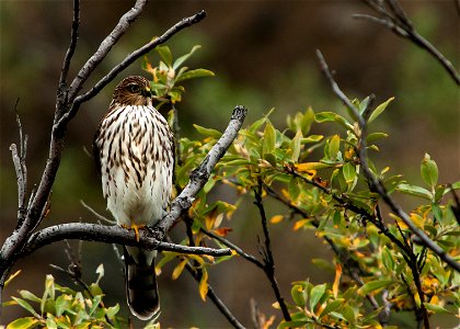The Cooper's hawk is a medium-sized hawk found throughout much of North America. These birds occur in a wide range of woodland and forest habitats. These hawks have a unique hunting method where they 