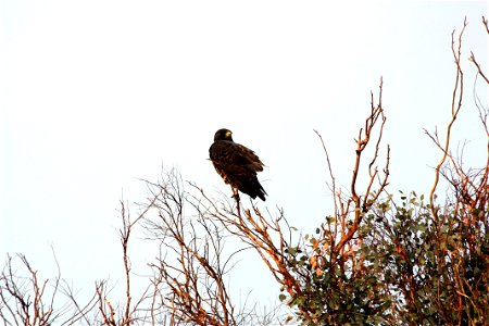 Birds in Joshua Tree National Park: Cooper's Hawk (Accipiter cooperii) photo