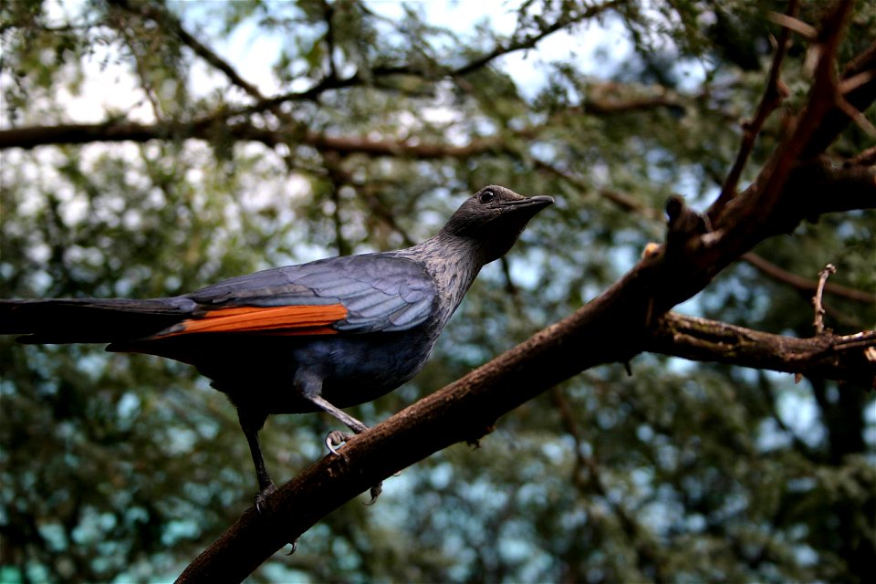 female Onychognathus morio - Redwinged Starling, Krugersdorp Game Reserve, Gauteng