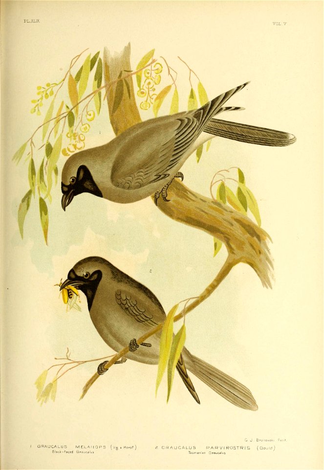 PL.-XLIX 
VOL 
G.J. Bpomowski Fe 
I GRAUCALU5 MELAUOPS ( Vig » HomF ) £ CRAUCALUS PARVIROSTRIS (Gould) 

Black-Faced Gi»aucalua TasmanJan Gcaucalus