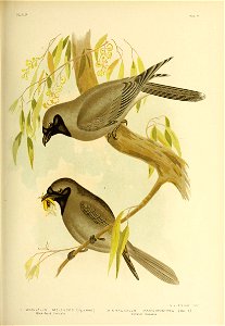 PL.-XLIX 
VOL 
G.J. Bpomowski Fe 
I GRAUCALU5 MELAUOPS ( Vig » HomF ) £ CRAUCALUS PARVIROSTRIS (Gould) 

Black-Faced Gi»aucalua TasmanJan Gcaucalus