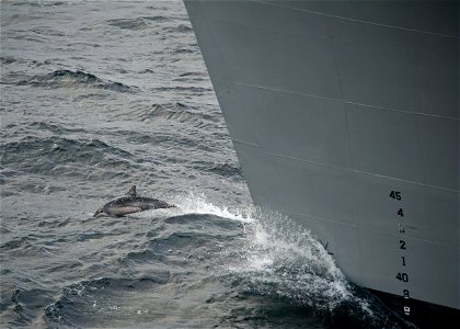 ATLANTIC OCEAN (Dec. 13, 2011) A dolphin swims in front of the bow of the Military Sealift Command fast combat support ship USNS Supply (T-AOE 6). (U.S. Navy photo by Mass Communication Specialist 3rd photo