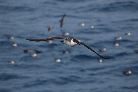 Great Shearwater. Southern Ocean, Drake's Passage area. photo