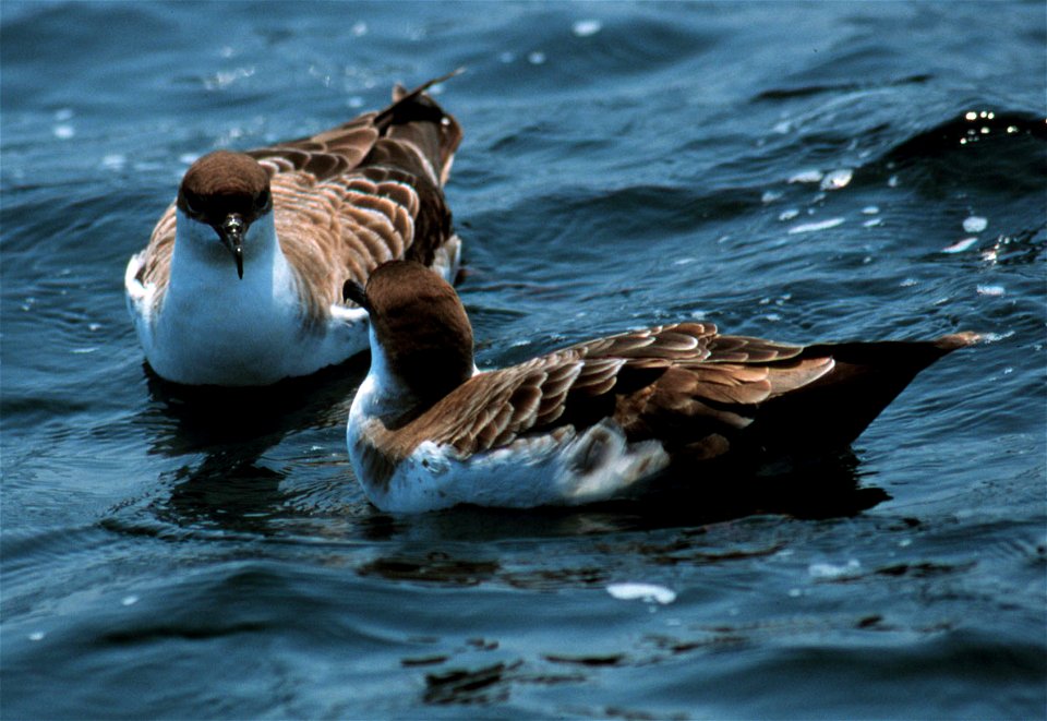 Puffinus gravis, Stellwagen Bank, off Cape Cod, MA, USA.