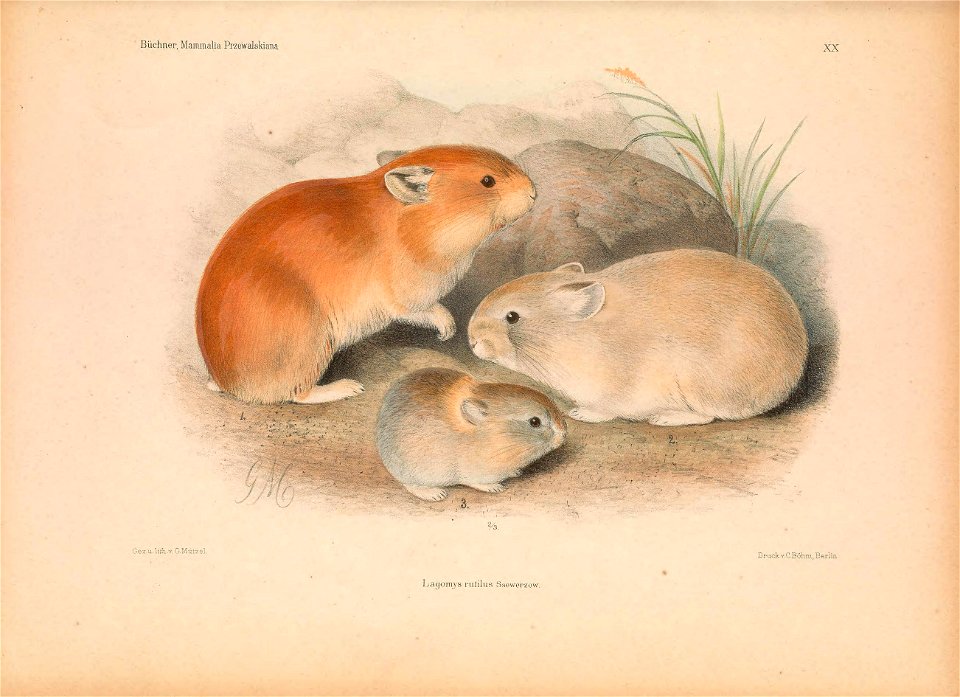 Plate on the page 283 Lagomys rutilus sensu Büchner = Ochotona macrotis macrotis