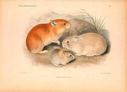 Plate on the page 283 Lagomys rutilus sensu Büchner = Ochotona macrotis macrotis