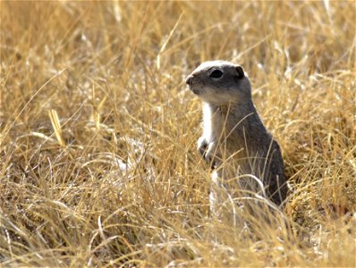 A Uinta ground squirrel on Seedskadee National Wildlife Refuge. Uinta Ground Squirrels can live seven years or longer, but few live more than four years. Predation is an important factor, nearly ever photo