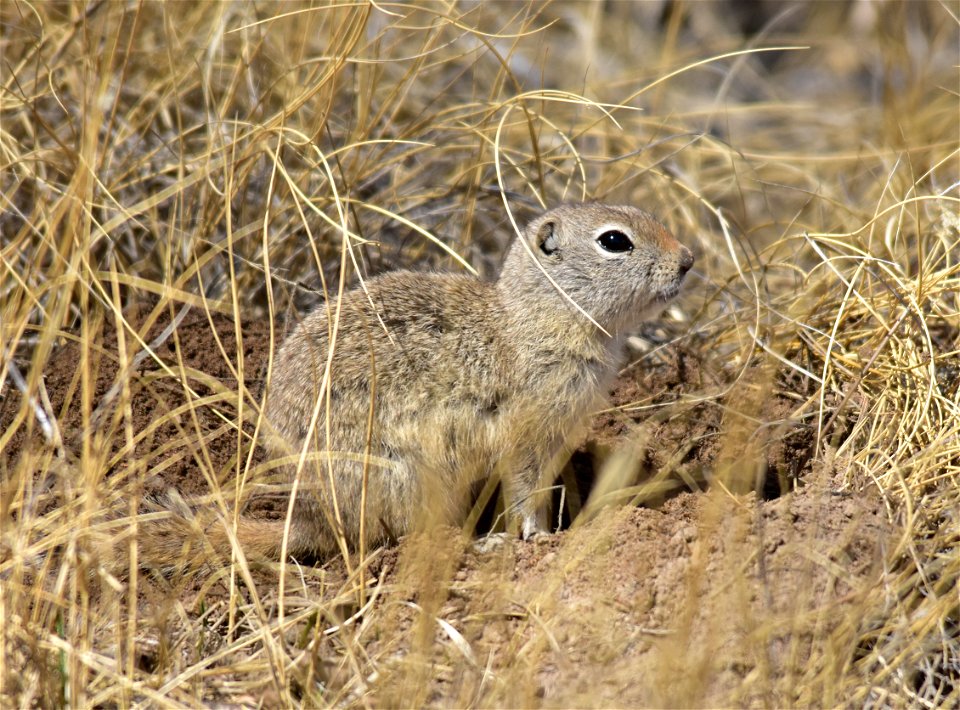 A Uinta ground squirrel on Seedskadee National Wildlife Refuge.  Uinta Ground Squirrels can live seven years or longer, but few live more than four years. Predation is an important factor, nearly ever