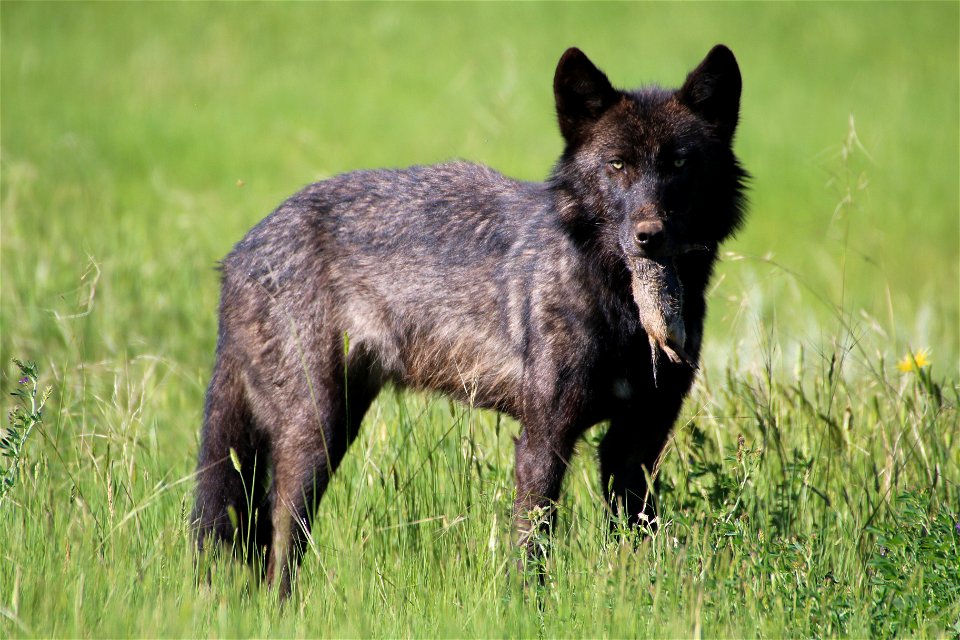 A black wolf successfully catches a Uinta ground squirrel for a morning meal.

Photo credit: Lori Iverson / USFWS.
