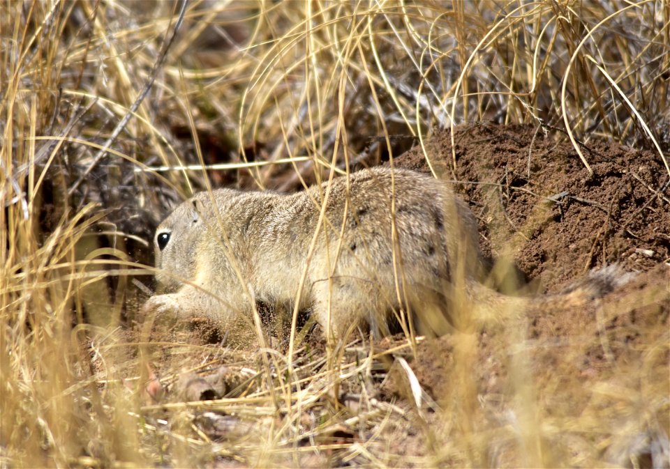 A Uinta ground squirrel digging away on Seedskadee National Wildlife Refuge.  Uinta Ground Squirrels can live seven years or longer, but few live more than four years. Predation is an important factor