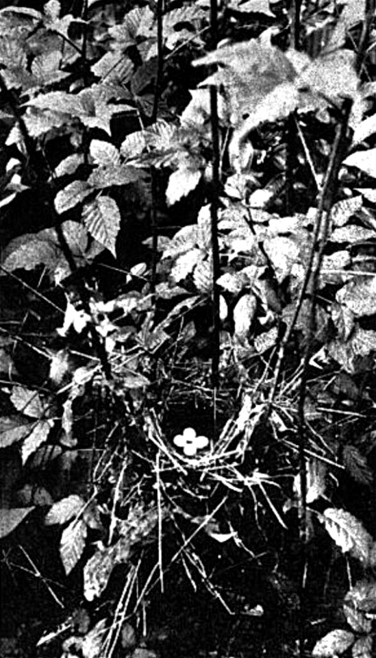 Nest and eggs photo from Bachman's Warbler breeding in Alabama (Auk) Vol. 37, No. 1, January-March, 1920.