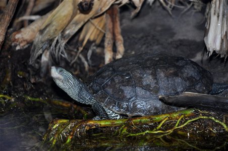 Chinese Stripe-necked Turtle