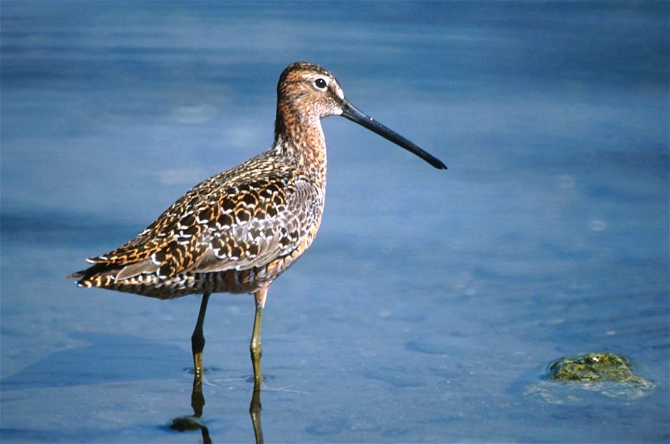 : Long-billed Dowitcher (Limnodromus_scolopaceus) photo