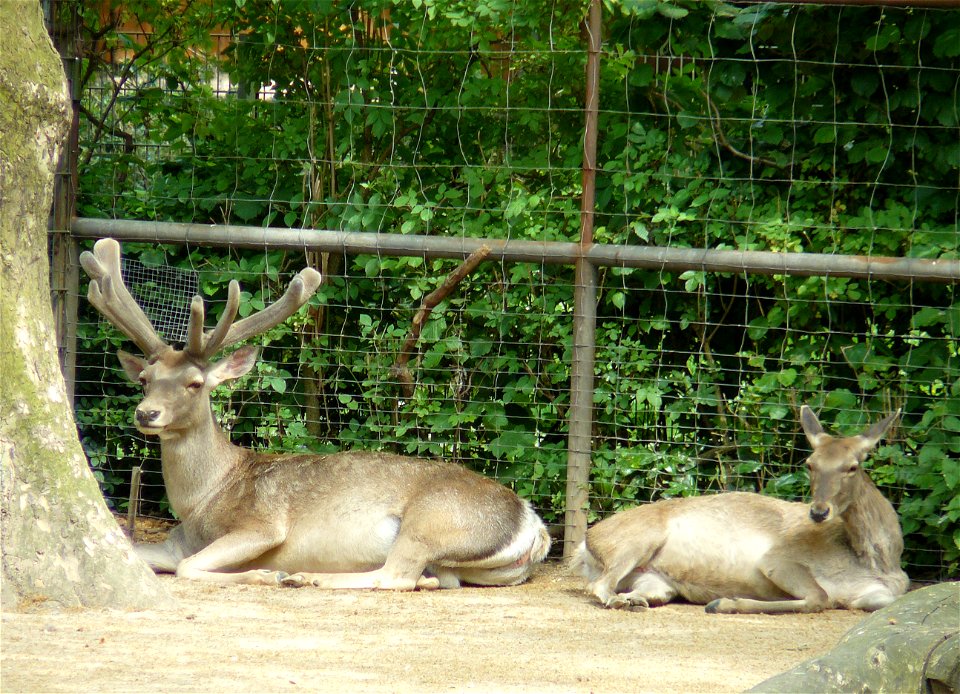 Buchara deer at Cologne Zoo