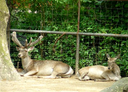 Buchara deer at Cologne Zoo photo
