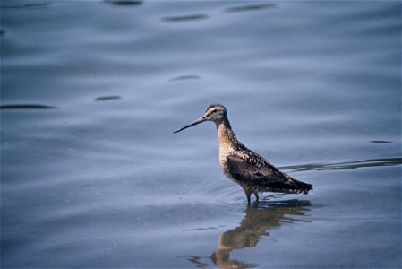 Long-billed Dowitcher photo