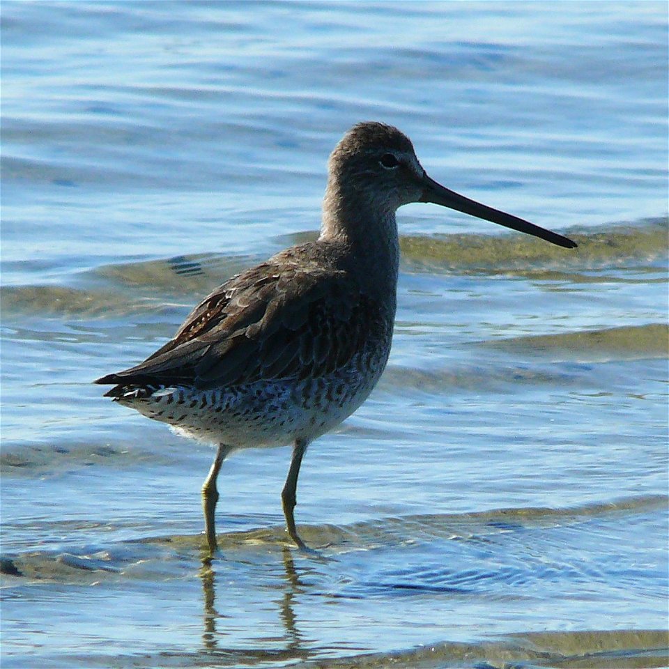 A Long-billed Dowitcher (Limnodromus scolopaceus) on a sandbar.Photo taken with a Panasonic Lumix DMC-FZ50 in New Hanover County, North Carolina, USA.