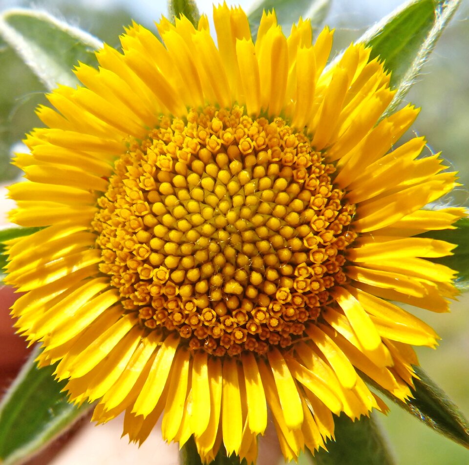Yellow flower pollen detail