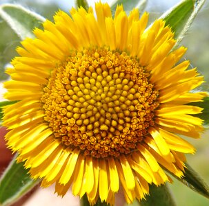 Yellow flower pollen detail