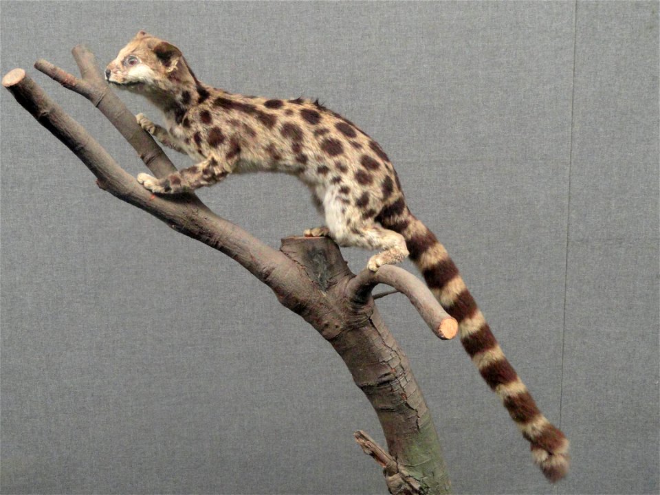 Taxidermy exhibit in the Kunming Natural History Museum of Zoology (昆明动物博物馆), Kunming, Yunnan, China.