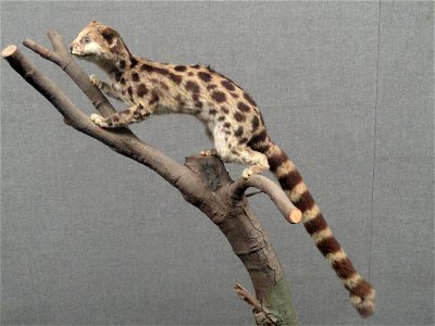 Taxidermy exhibit in the Kunming Natural History Museum of Zoology (昆明动物博物馆), Kunming, Yunnan, China.