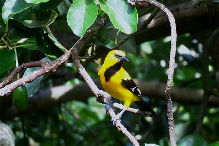 Picture of Yellow Oriole Icterus nigrogularis, which is a native of Trinidad & Tobago. It was taken today after viewing your "list of Birds of Trinidad & Tobago" webpage and I realized you did