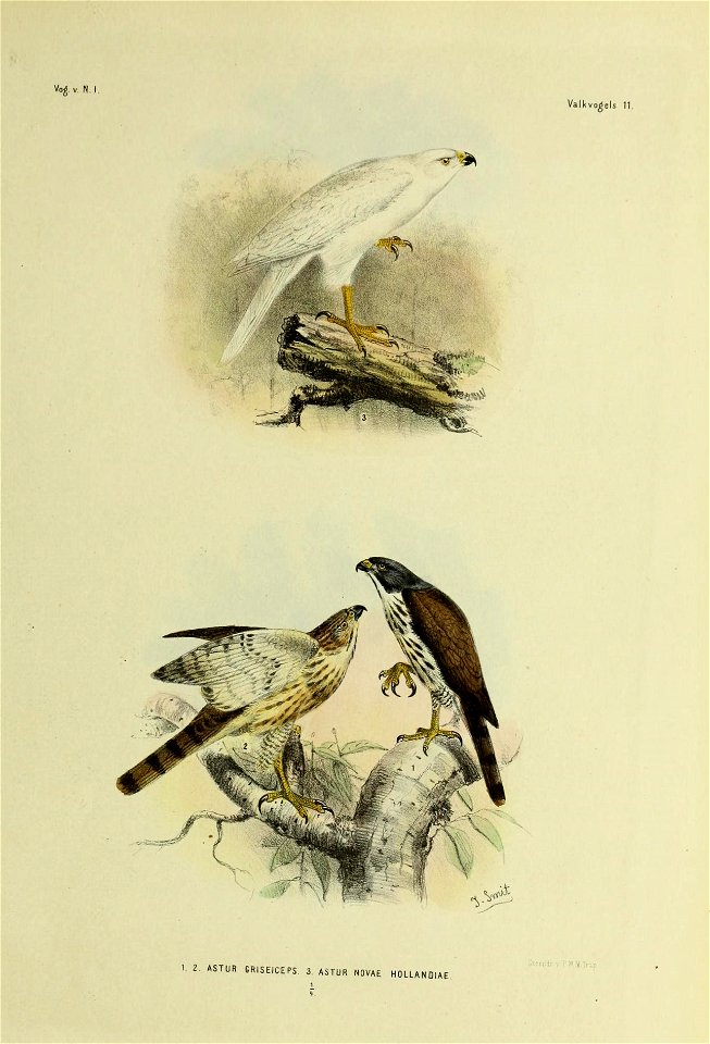 De vogels van Nederlandsch Indie /  beschreven en afgebeeld door H. Schlegel = Les oiseaux des Indes neêrlandaises / décrits et figureés par H. Schlegel.