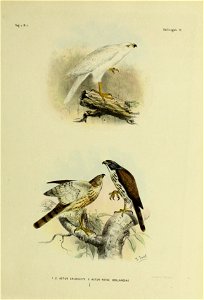 De vogels van Nederlandsch Indie / beschreven en afgebeeld door H. Schlegel = Les oiseaux des Indes neêrlandaises / décrits et figureés par H. Schlegel. photo