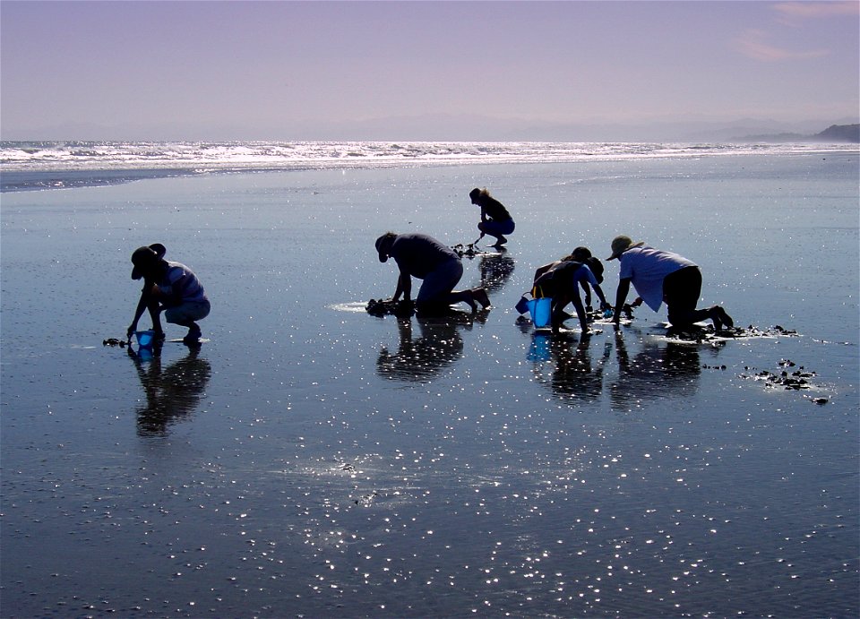 Digging for tua tuas on Ohope Beach.