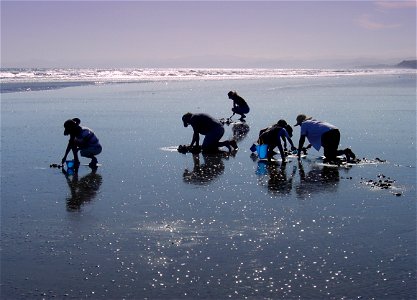 Digging for tua tuas on Ohope Beach.