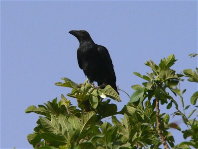 Brown-necked Raven Corvus ruficollis on fig tree, Timia, Aïr Mountains, Niger