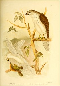 PL XXXYi 
VOL VI. 
I LE.UC0SPI2A RAM 
New, Holland Goshawk 
G J Broh.o*slr . Fee 
2 LEUCOSPIZA NOV PL - HO LLANDIA1 . Kaup.) 

White Goshawk.