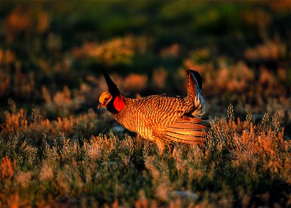 Lesser prairie chicken in Eastern New Mexico.