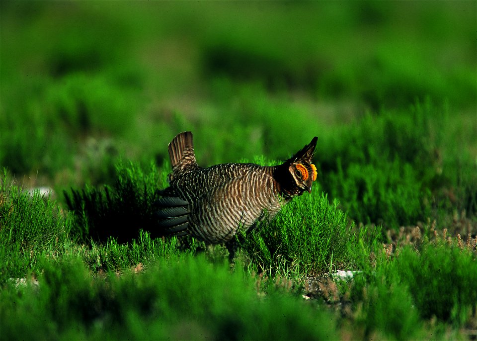 Lesser prairie chicken in Eastern New Mexico.