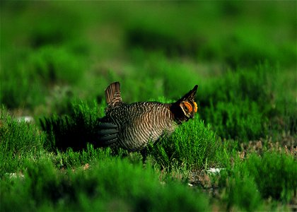 Lesser prairie chicken in Eastern New Mexico.
