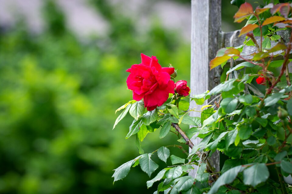 Rose garden flower red flower