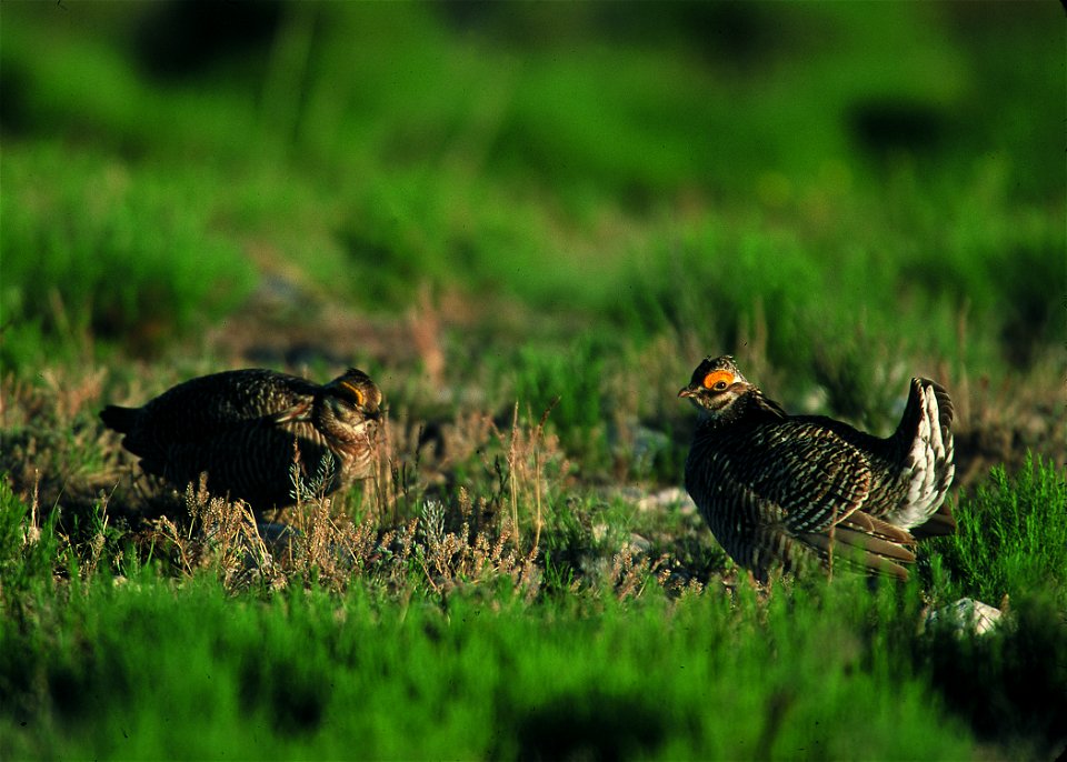 Lesser prairie chicken in Eastern New Mexico.